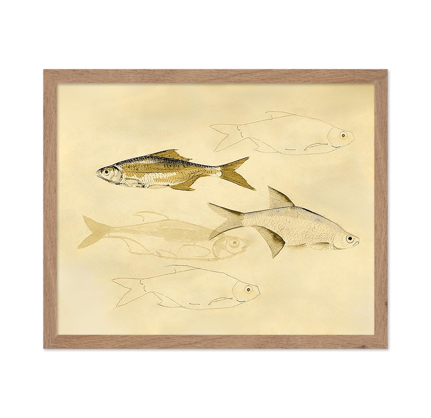 Fish Sketch