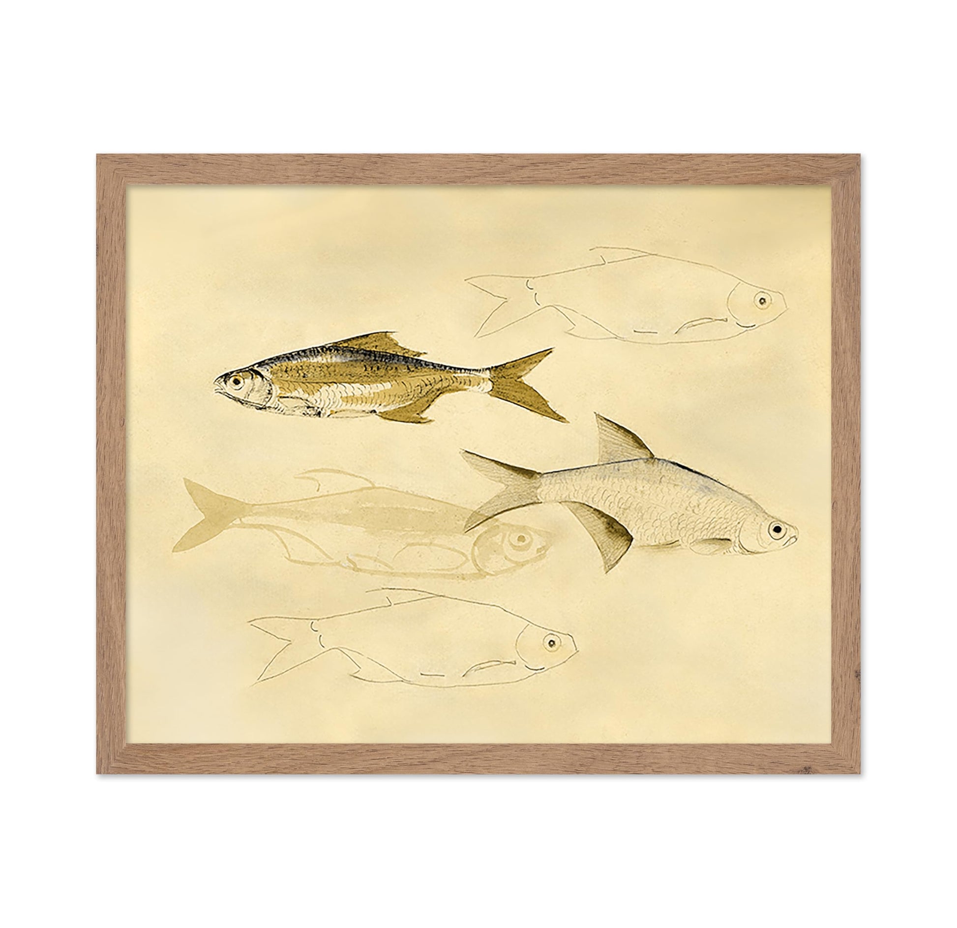 Fish Sketch