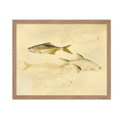 Fish Sketch