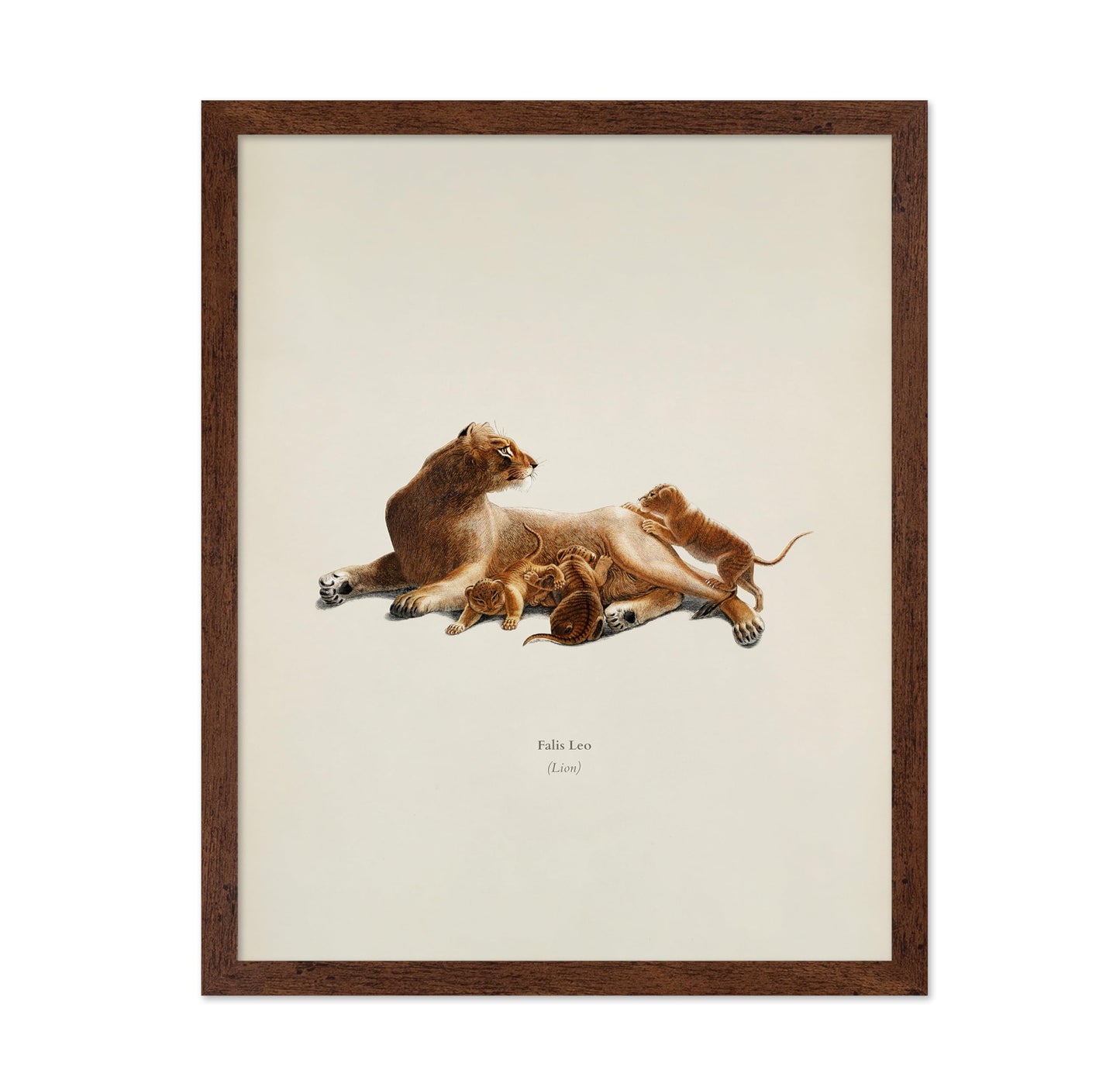 Lion & Cub