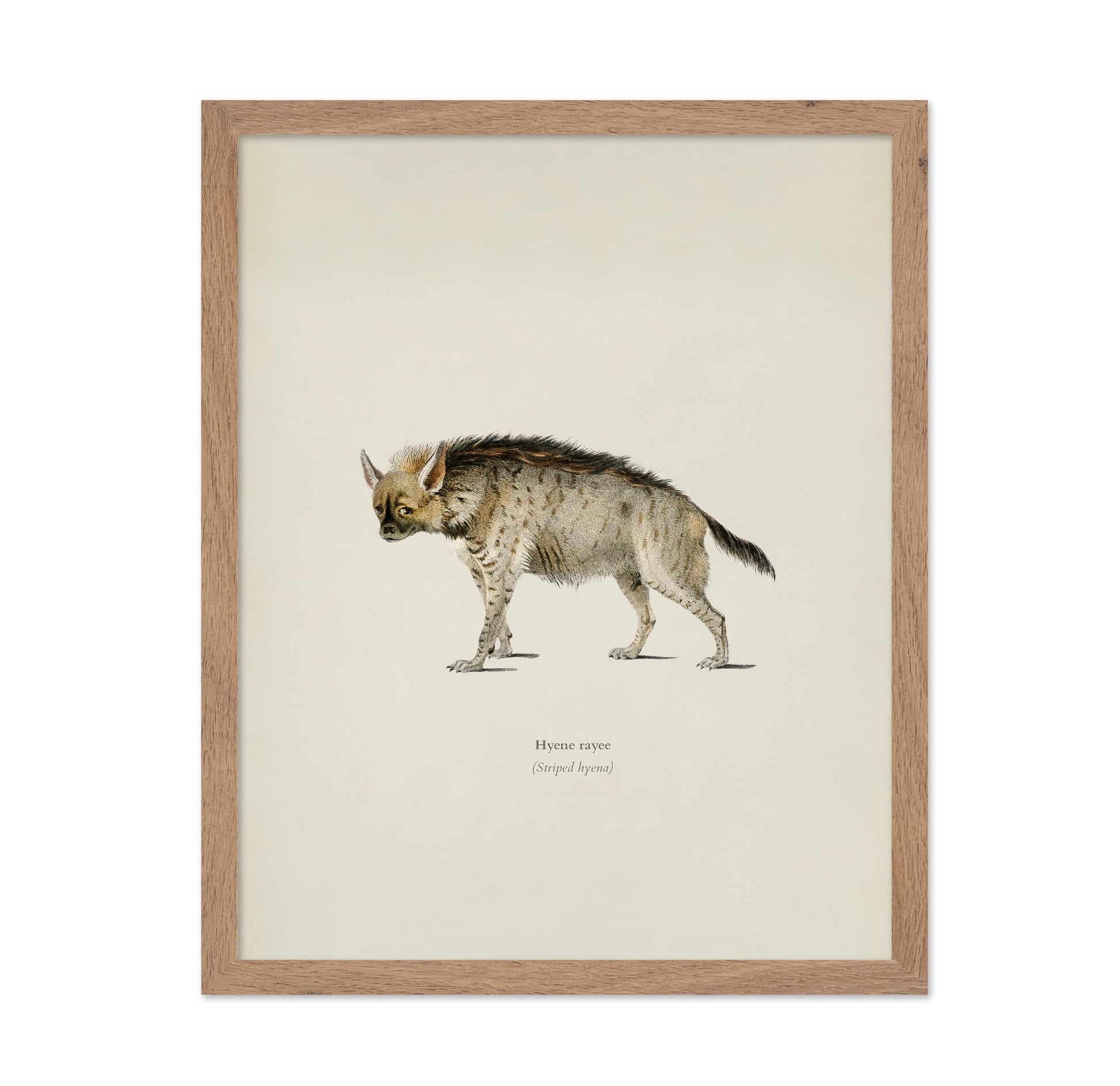 Striped Hyena