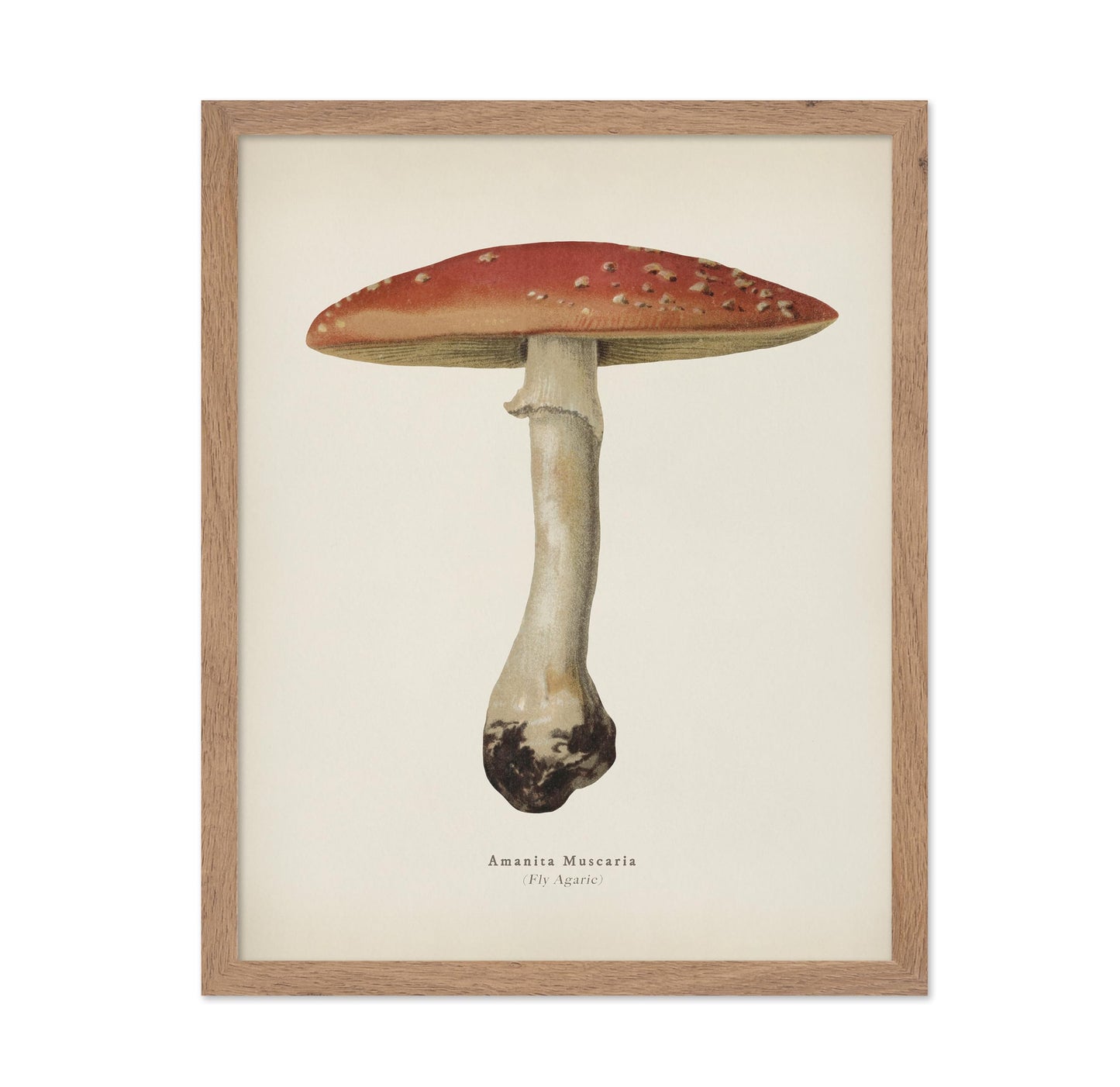 Fly Agaric