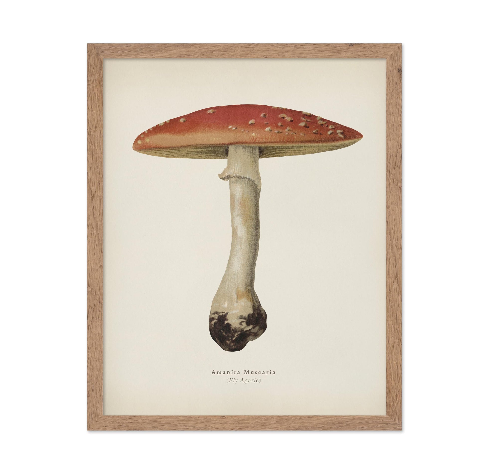 Fly Agaric