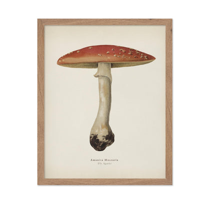 Fly Agaric