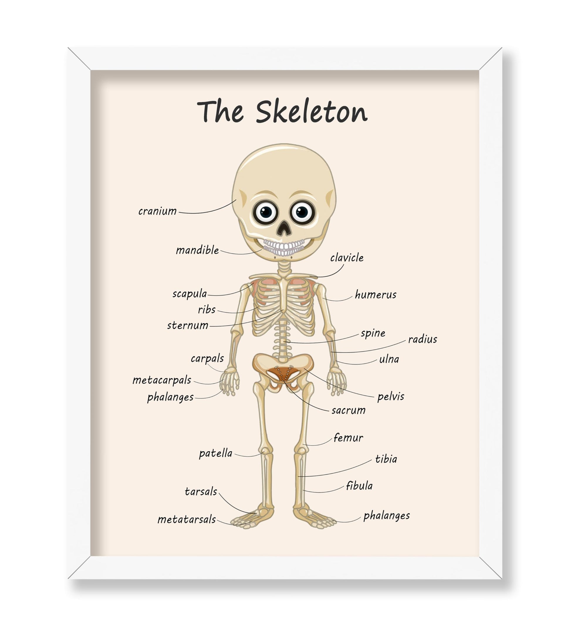 The Skeleton