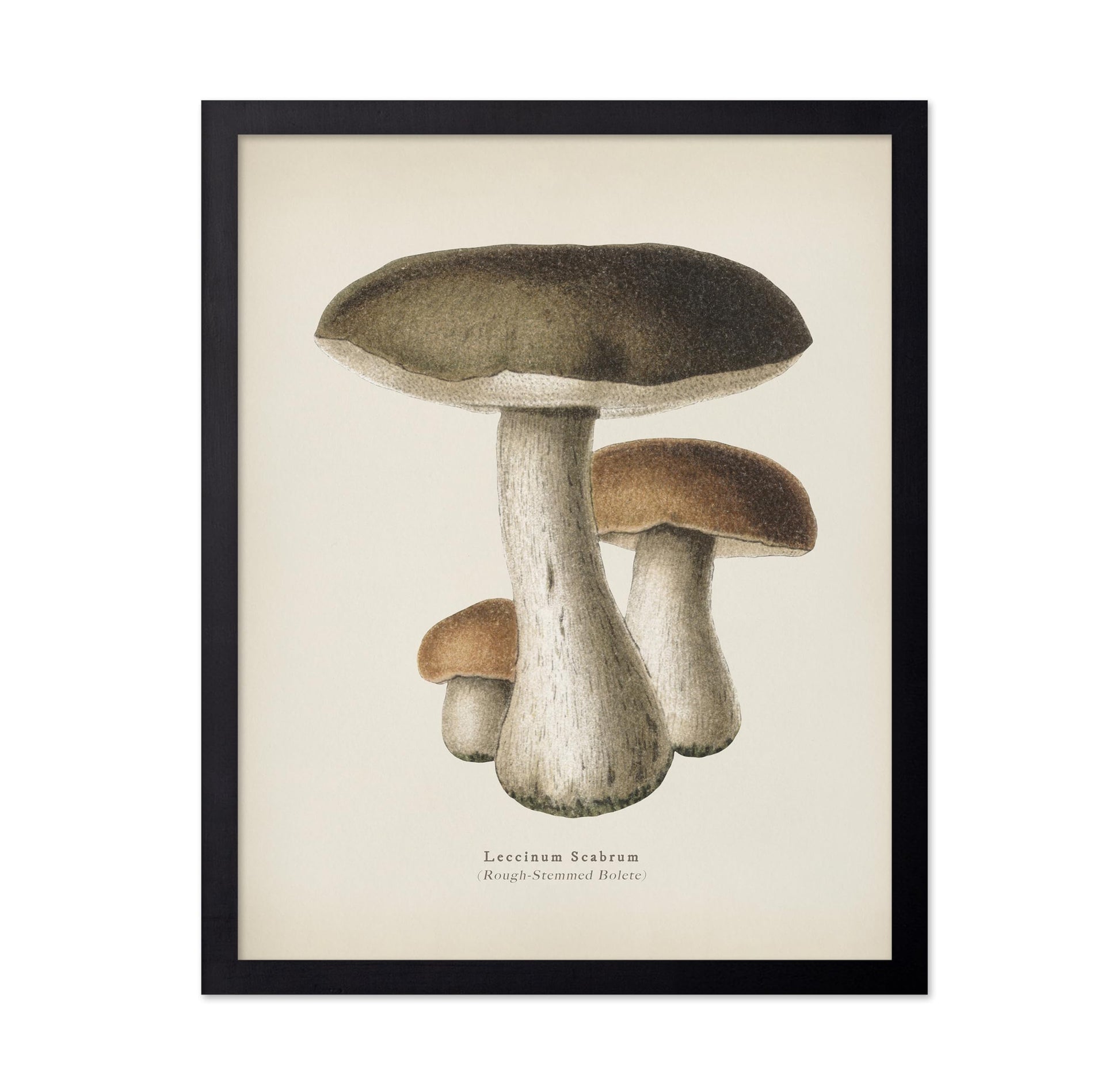 Rough-Stemmed Bolete
