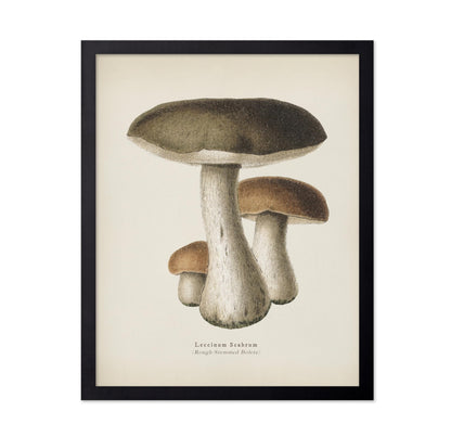 Rough-Stemmed Bolete