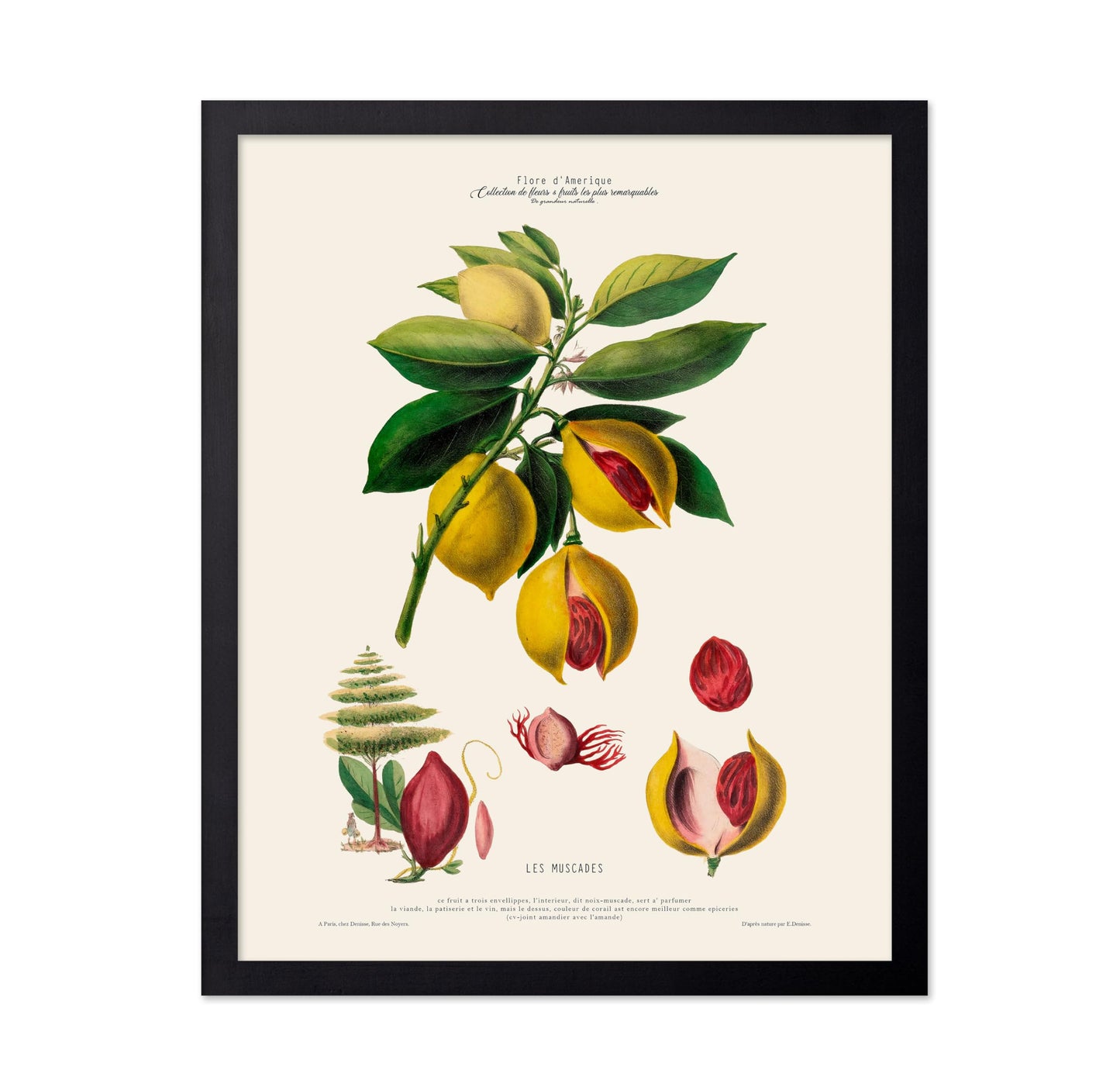 Nutmeg Plant