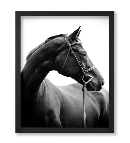 Horse Portrait No2