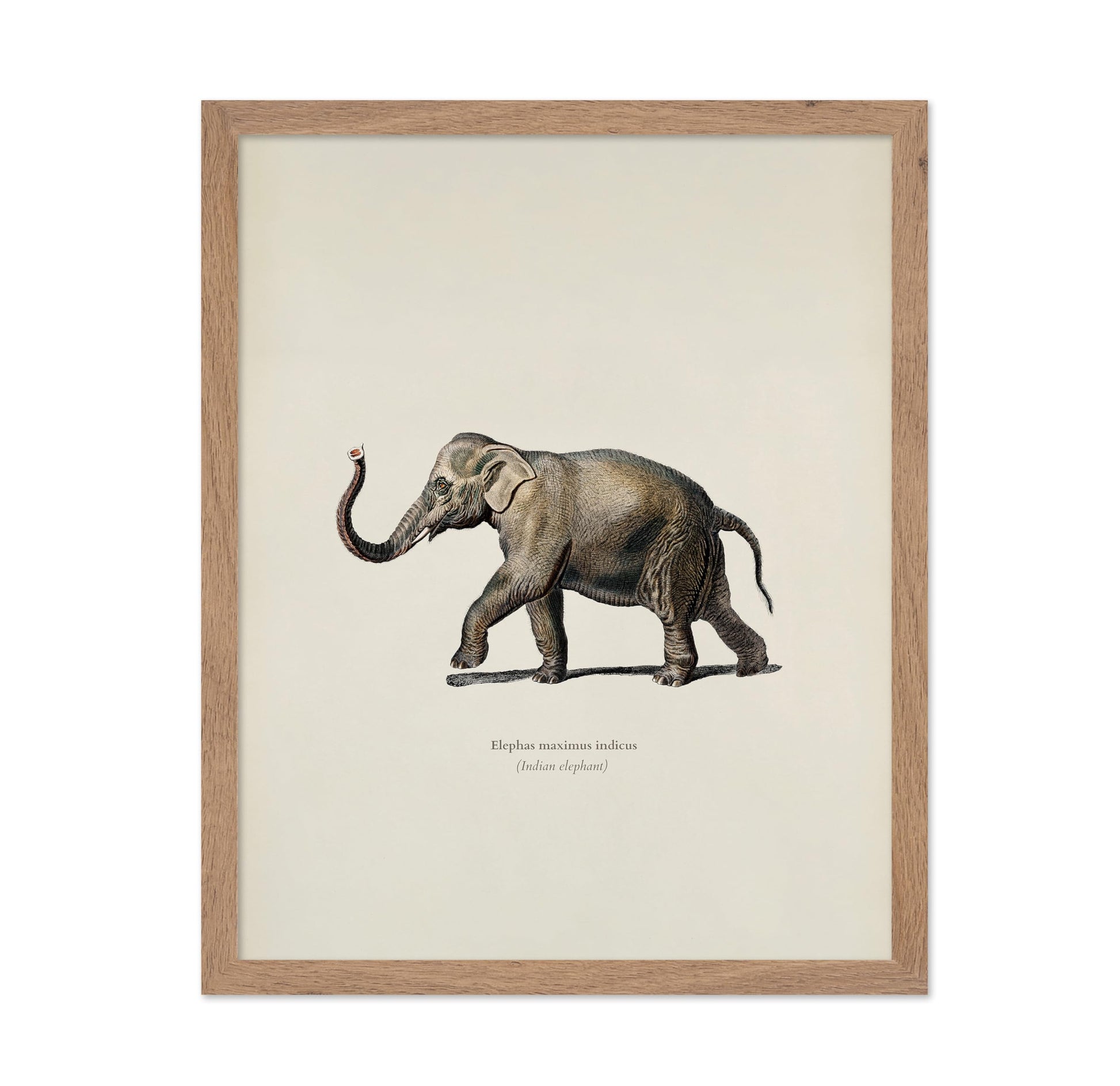 Indian Elephant