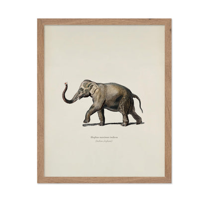 Indian Elephant