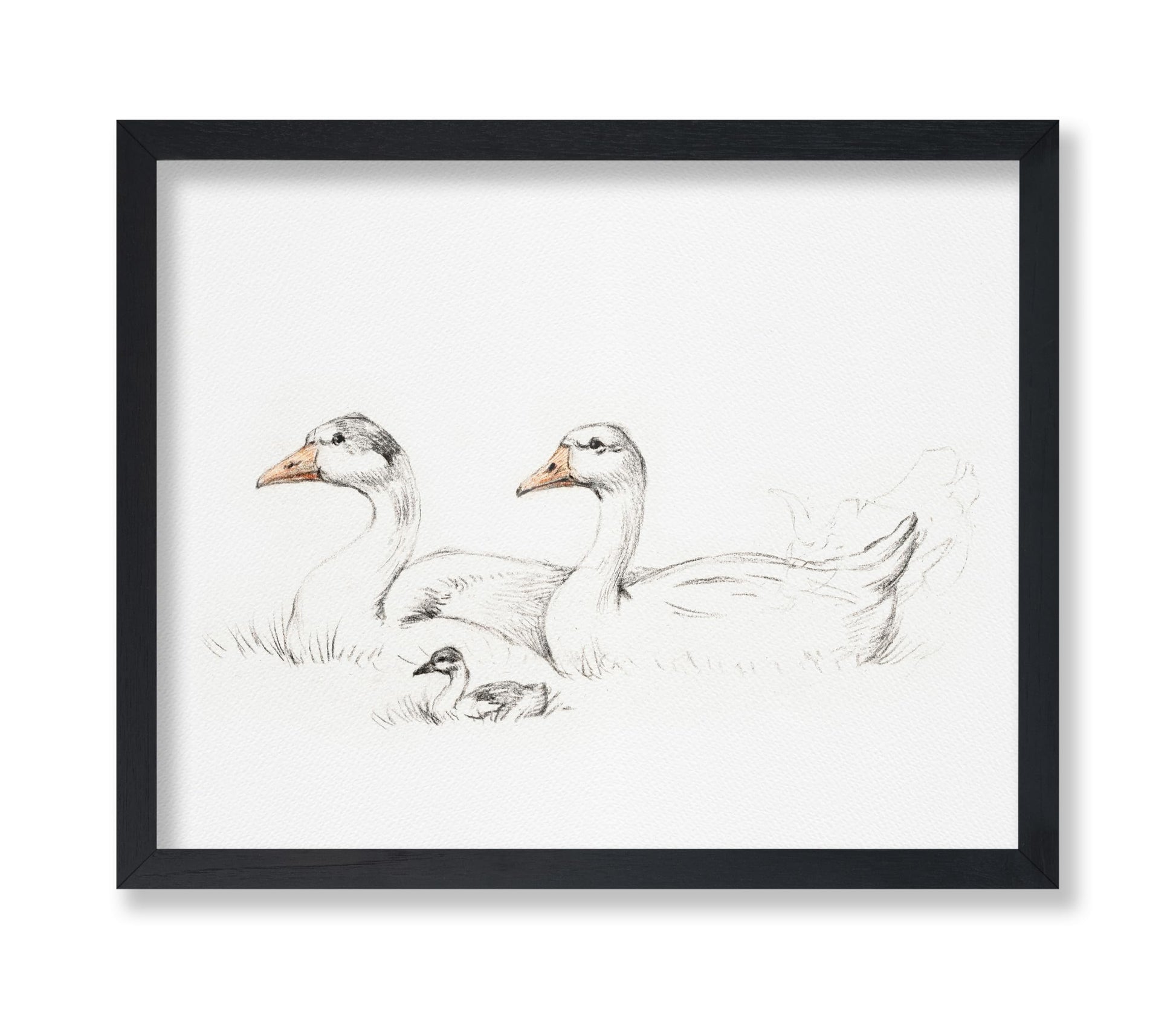 Flock of Duck
