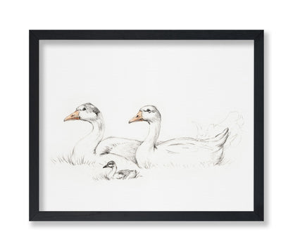 Flock of Duck