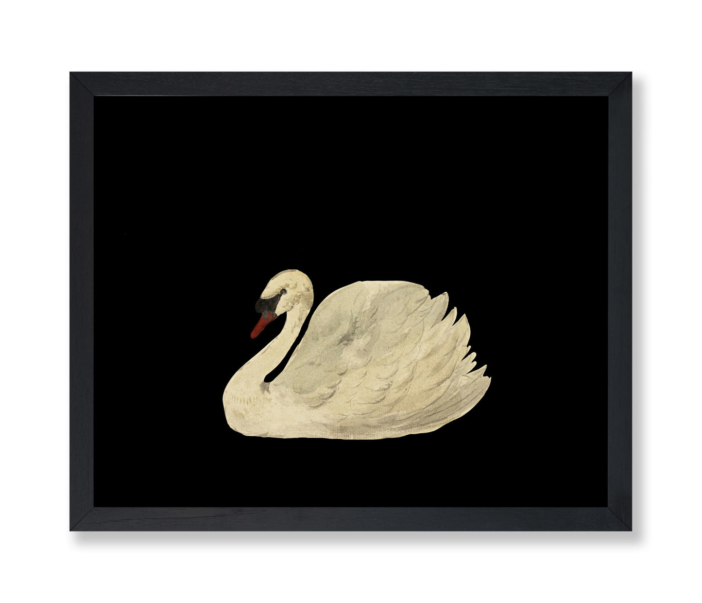 White Swan No1