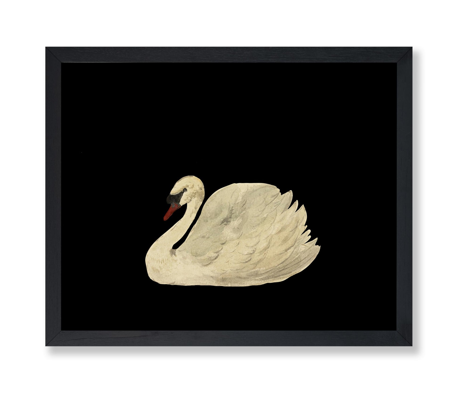 White Swan No1