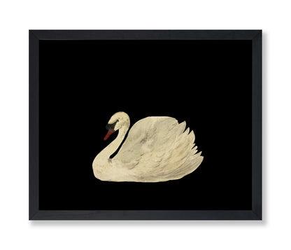 White Swan No1