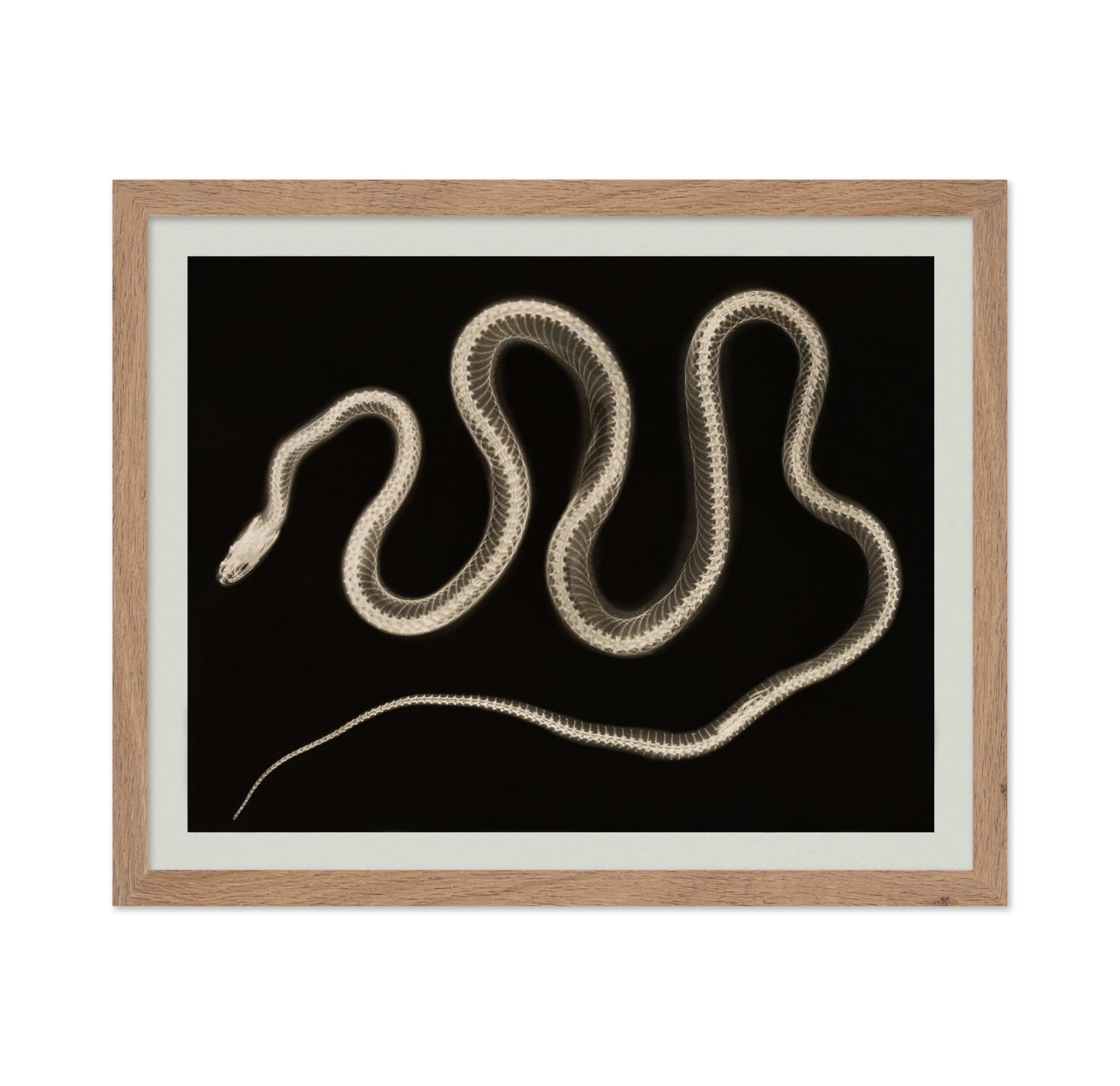 Snake X-ray