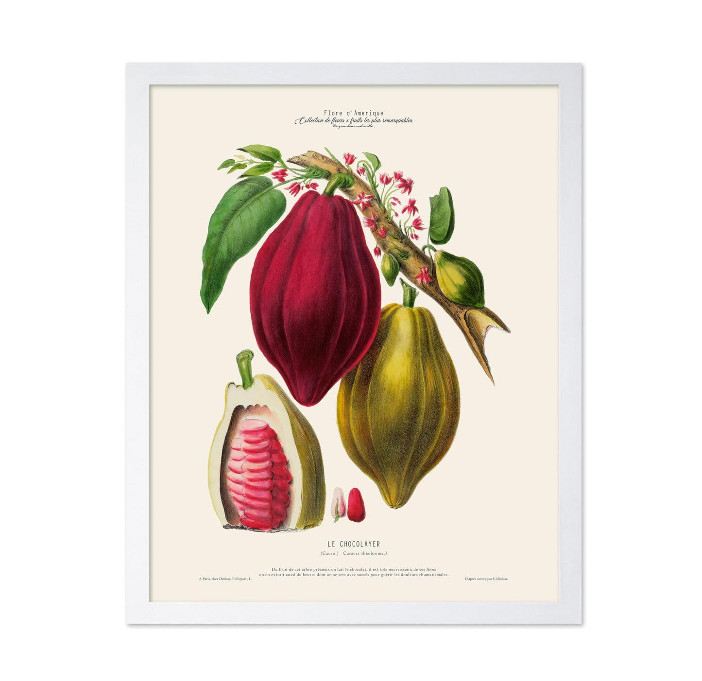 Cocoa Bean No1