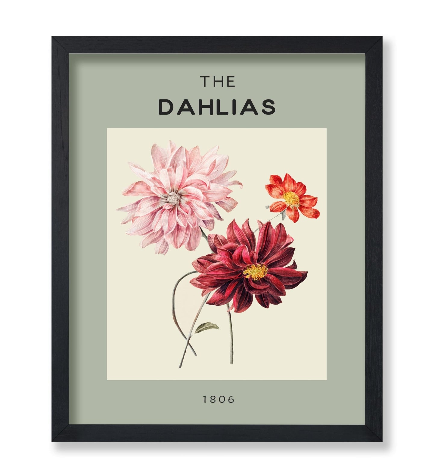 The Dahlias