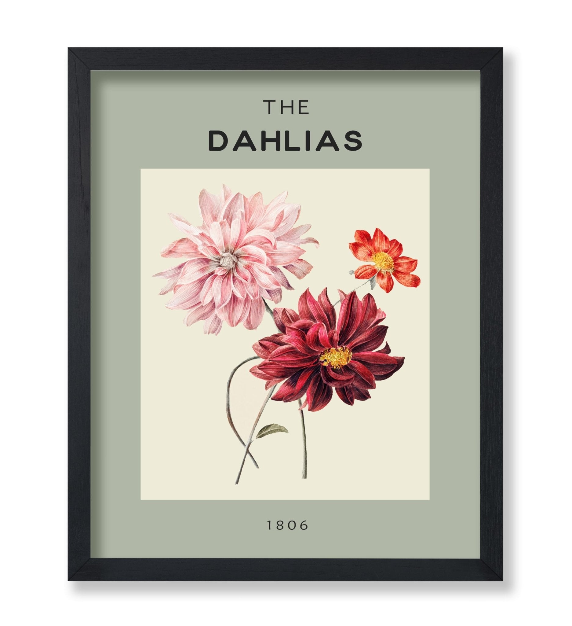 The Dahlias