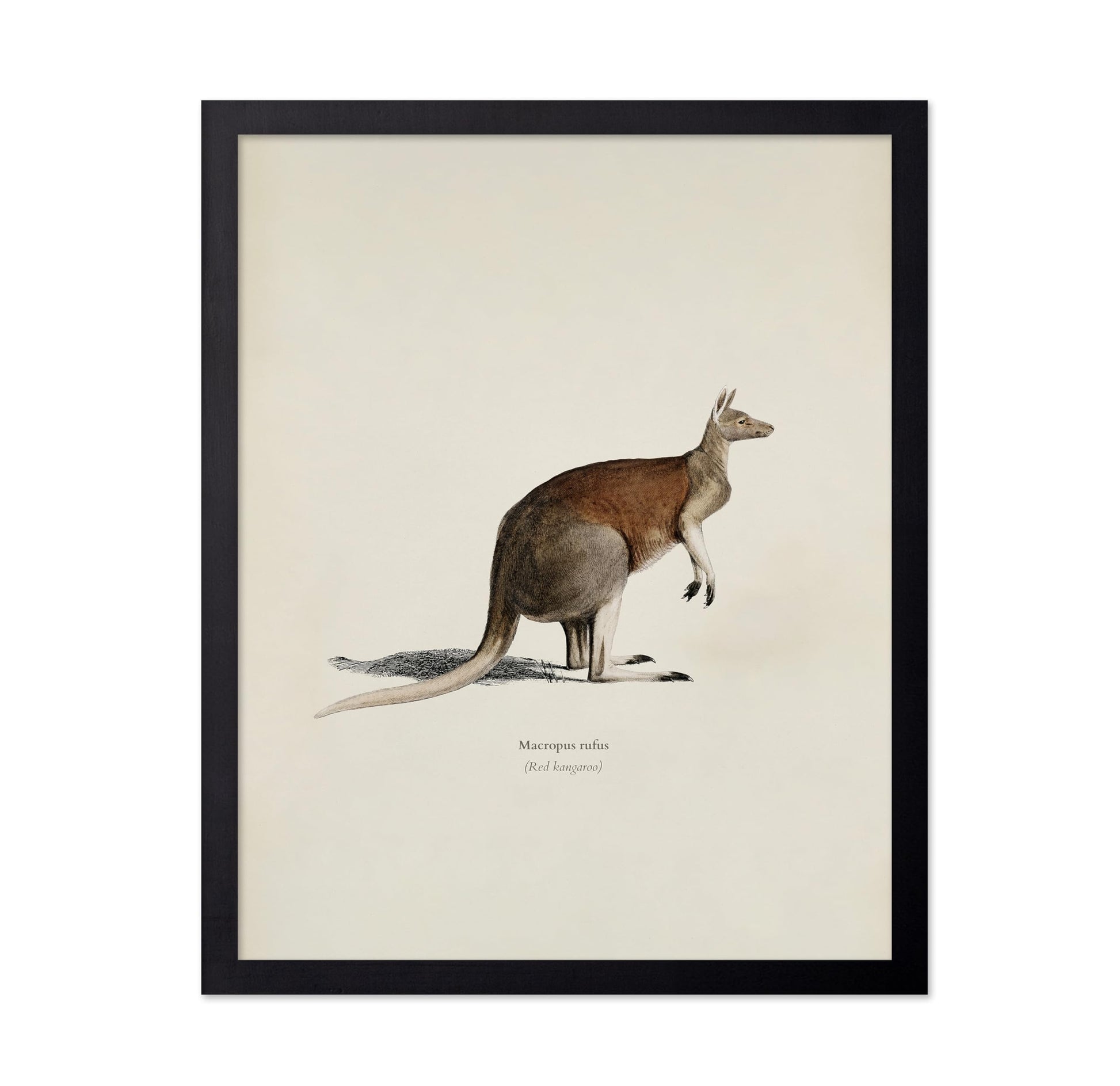 Red Kangaroo
