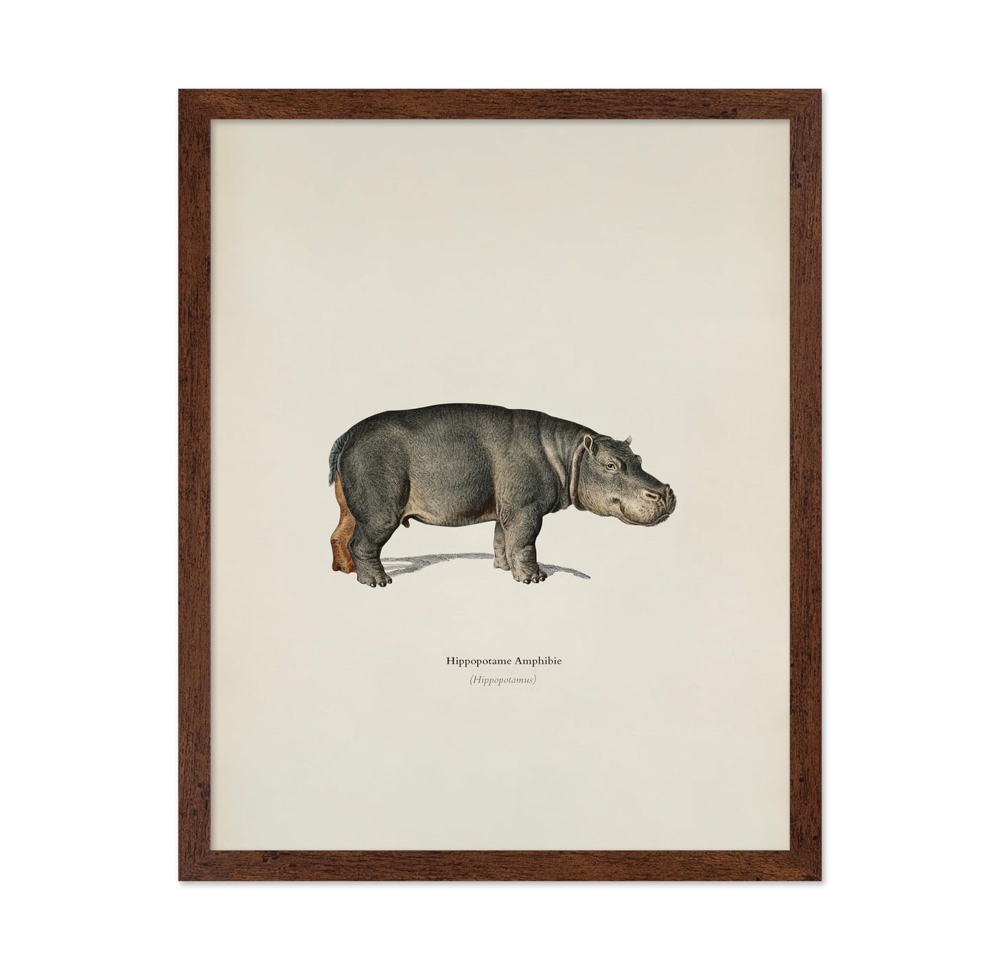 Hippopotamus Portrait