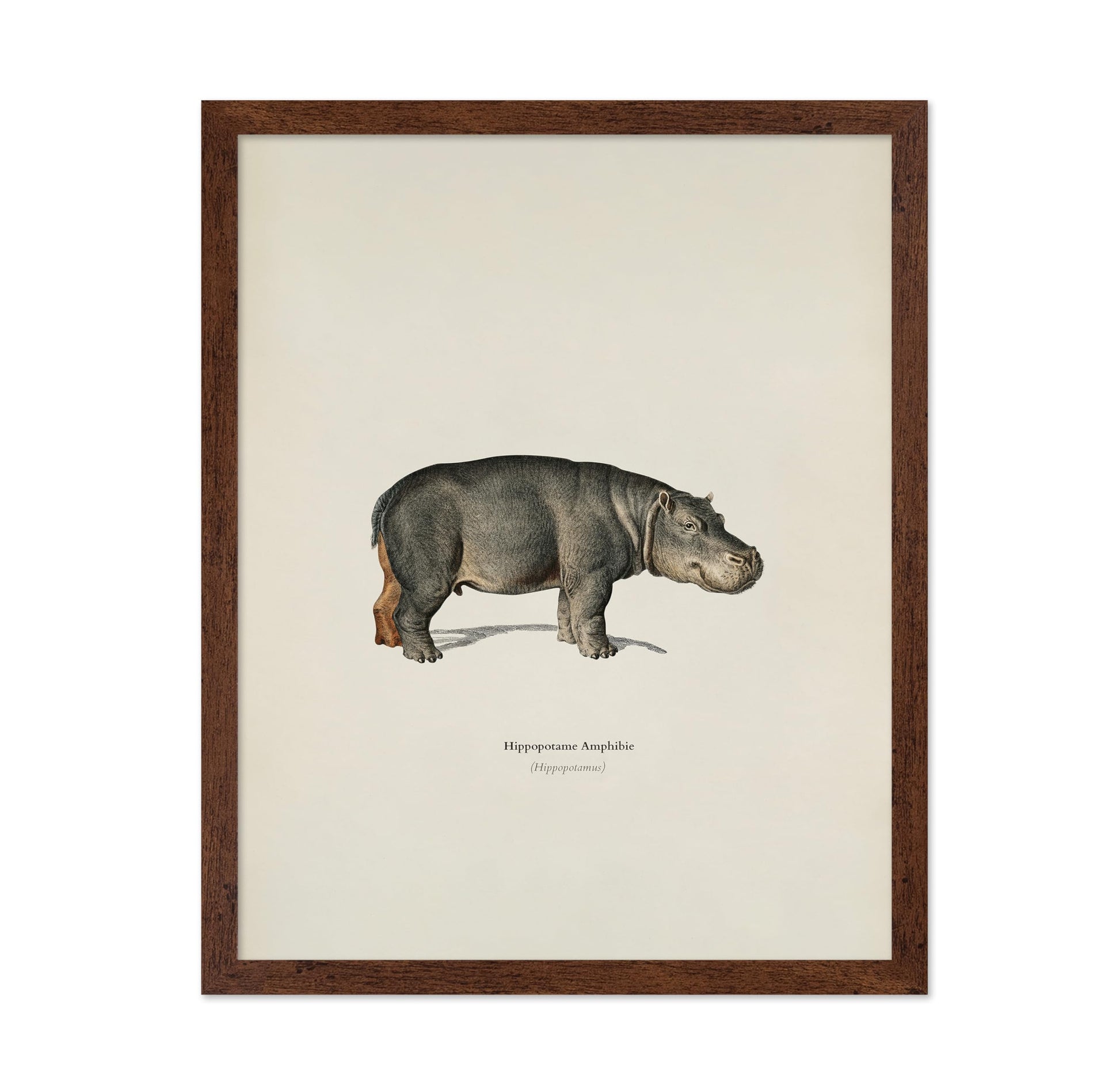 Hippopotamus Portrait