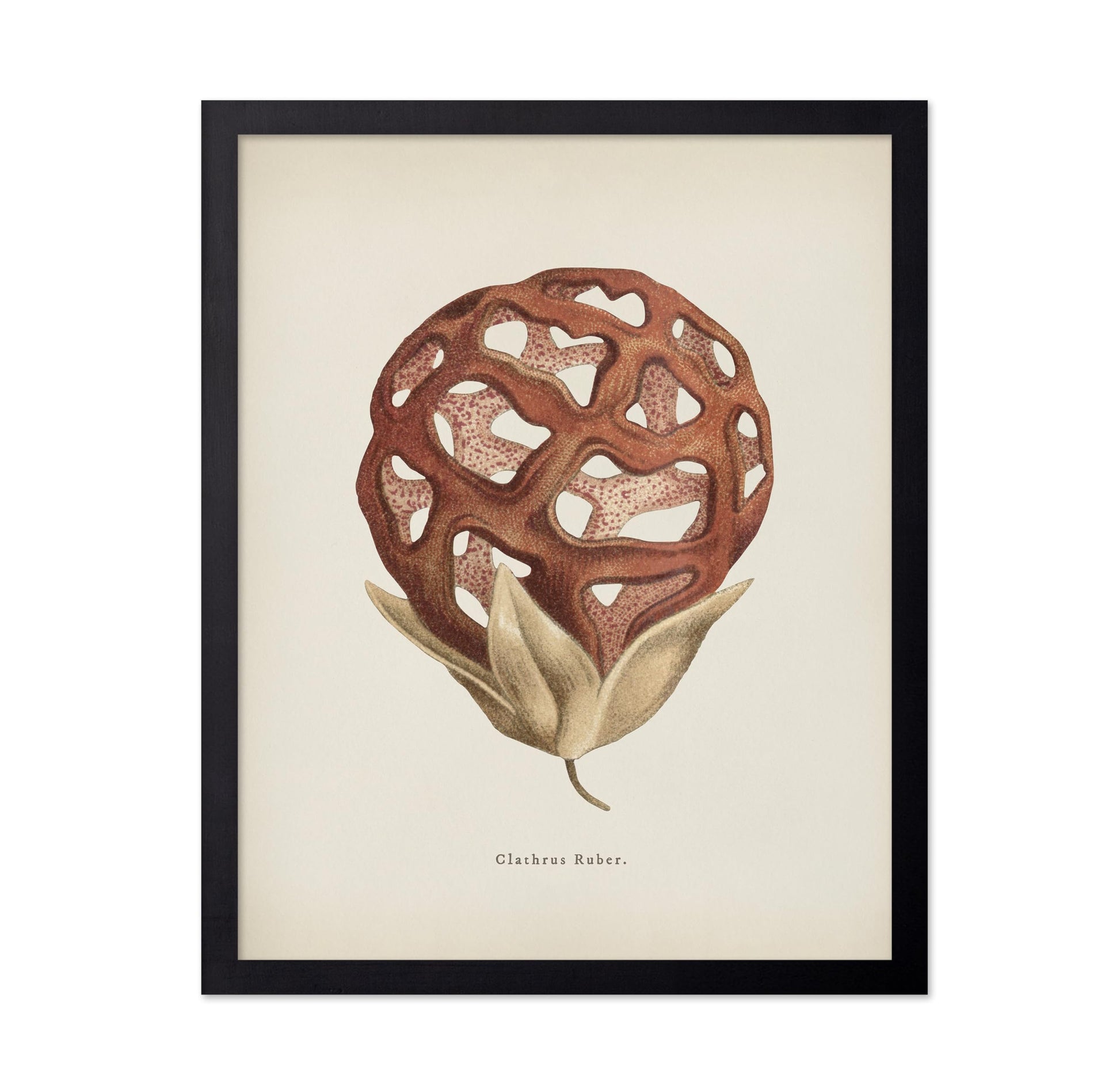 Latticed Stinkhorn