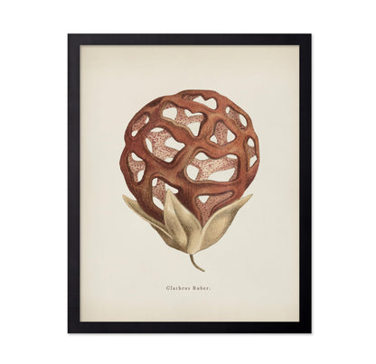 Latticed Stinkhorn