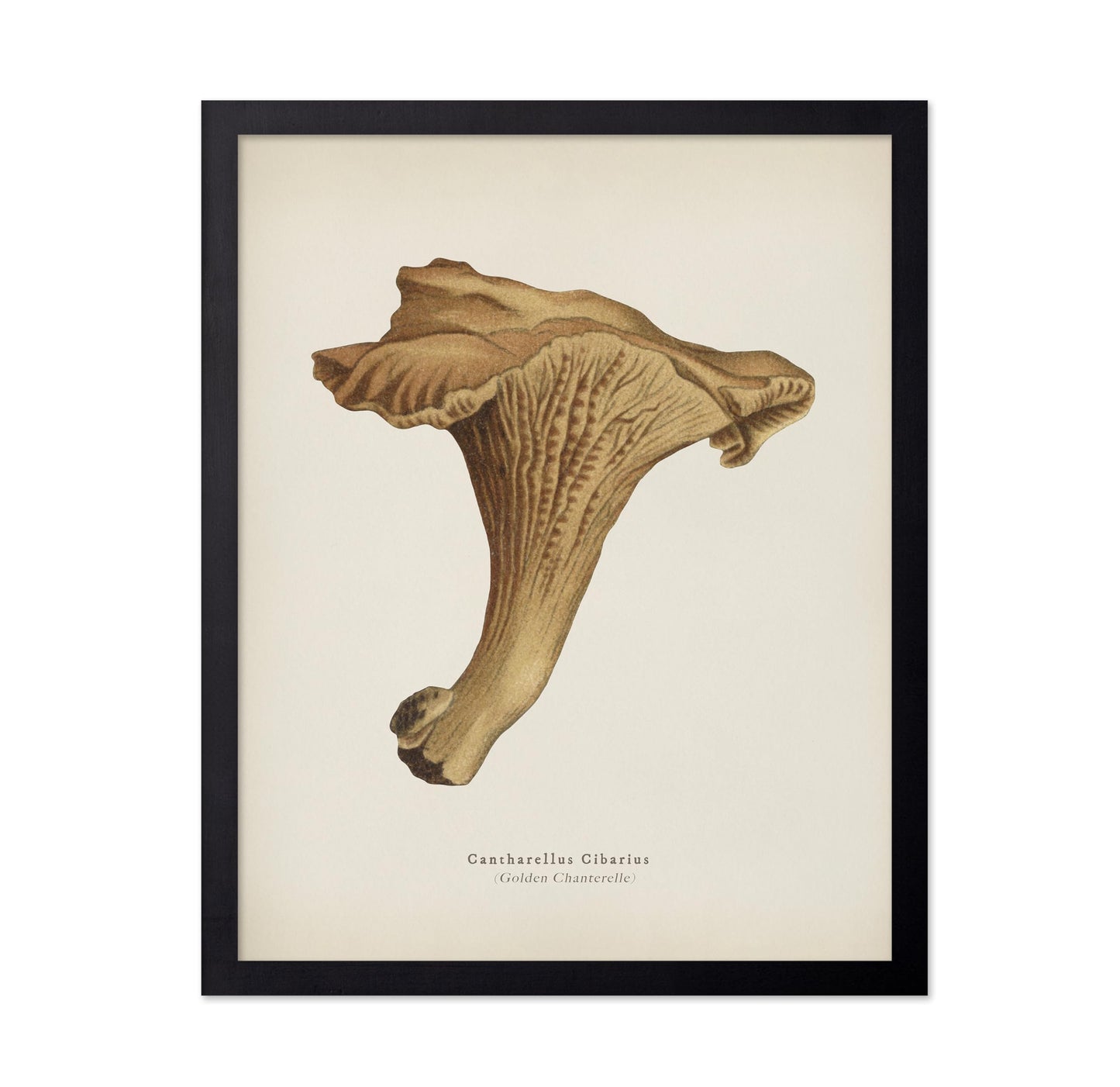Golden Chanterelle