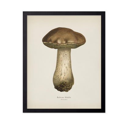 Porcino Mushroom No1