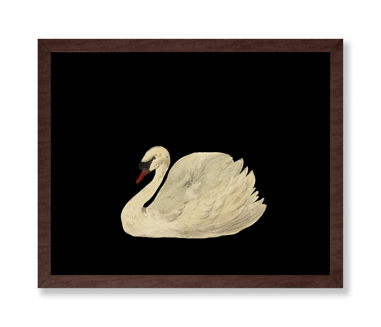 White Swan No1