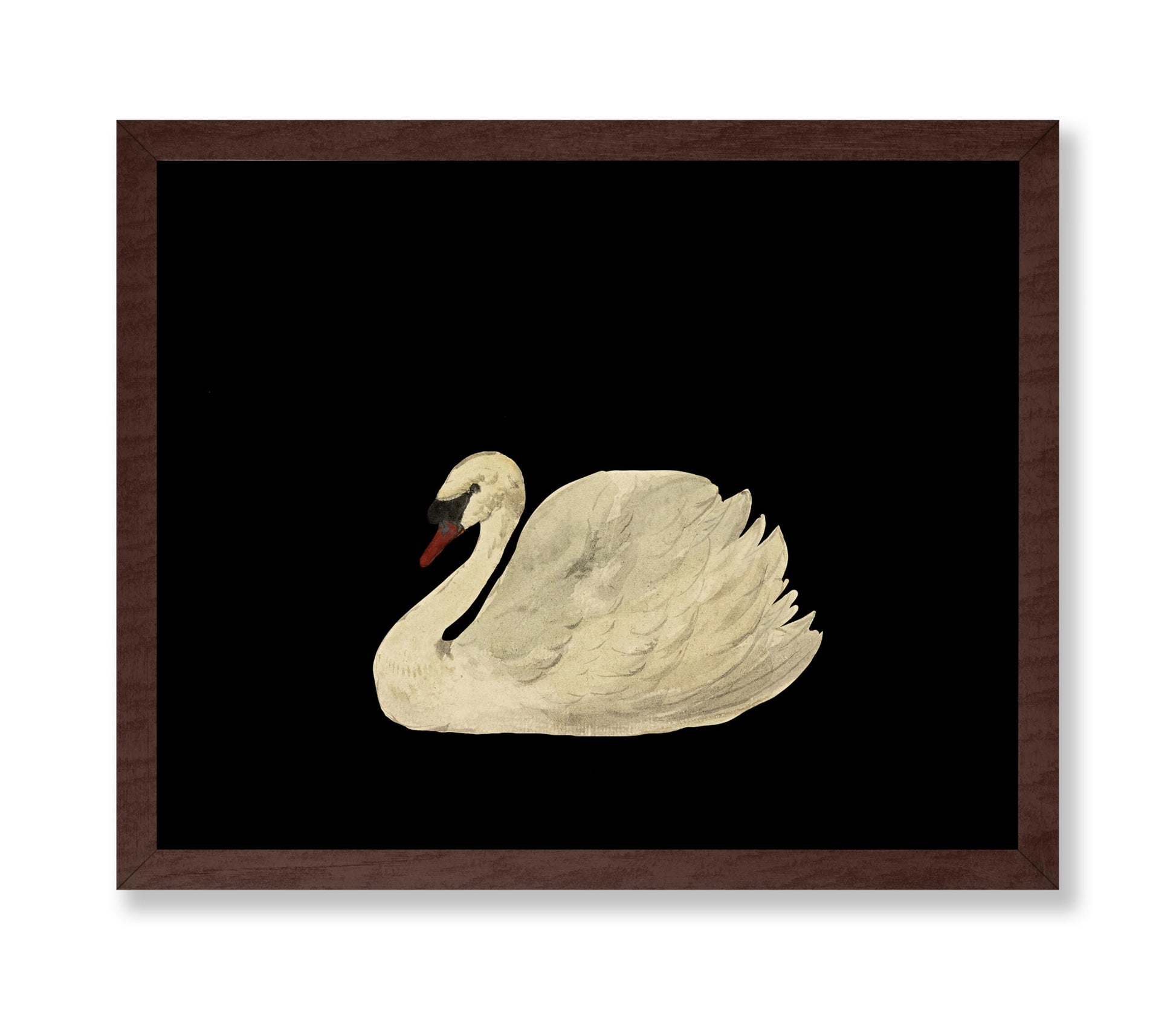White Swan No1