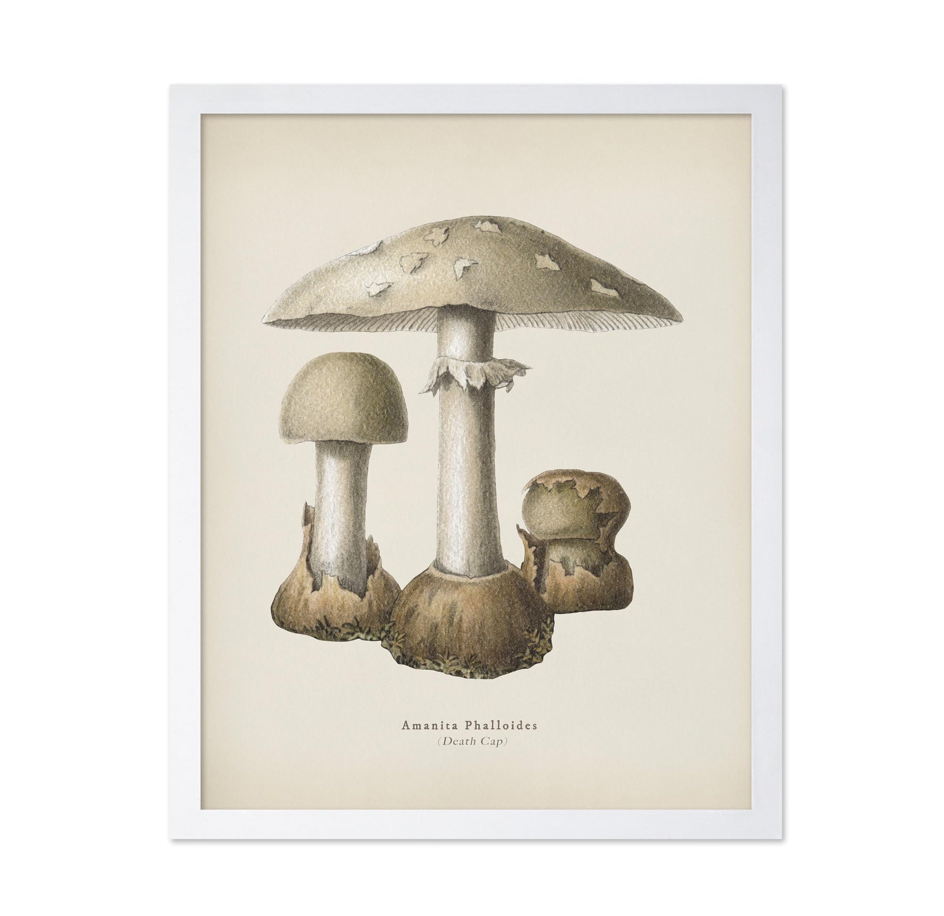 Death Cap Mushroom No1