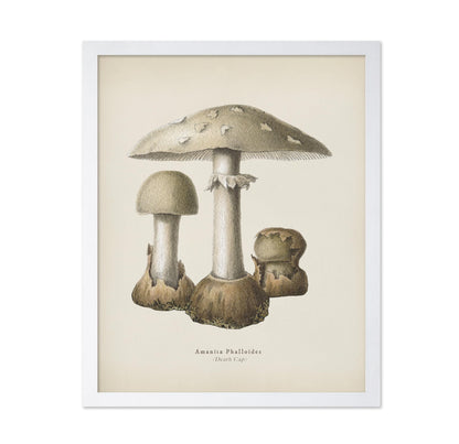 Death Cap Mushroom No1
