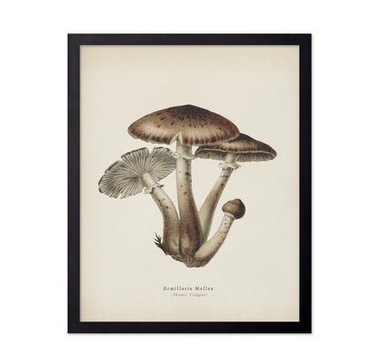 Honey Fungus