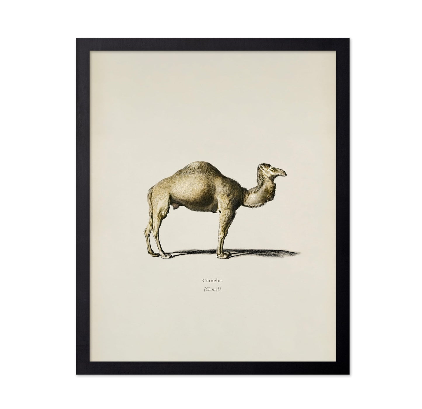 Camel Portrait
