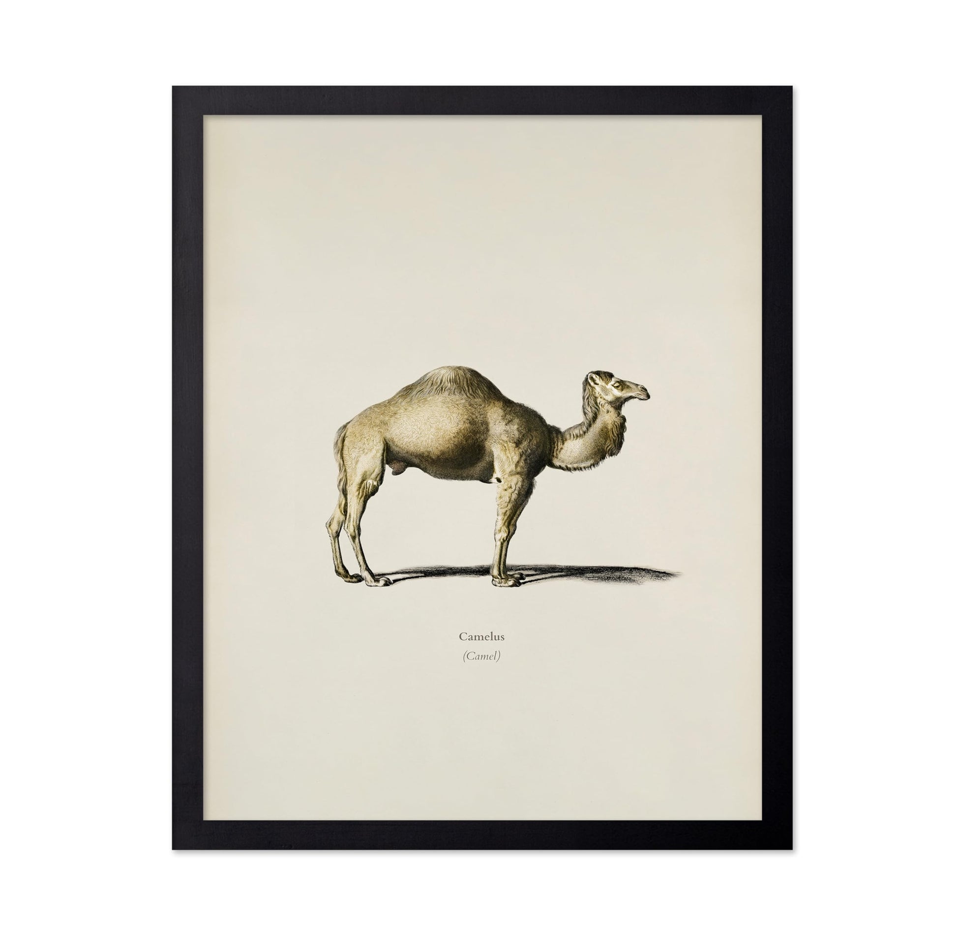 Camel Portrait