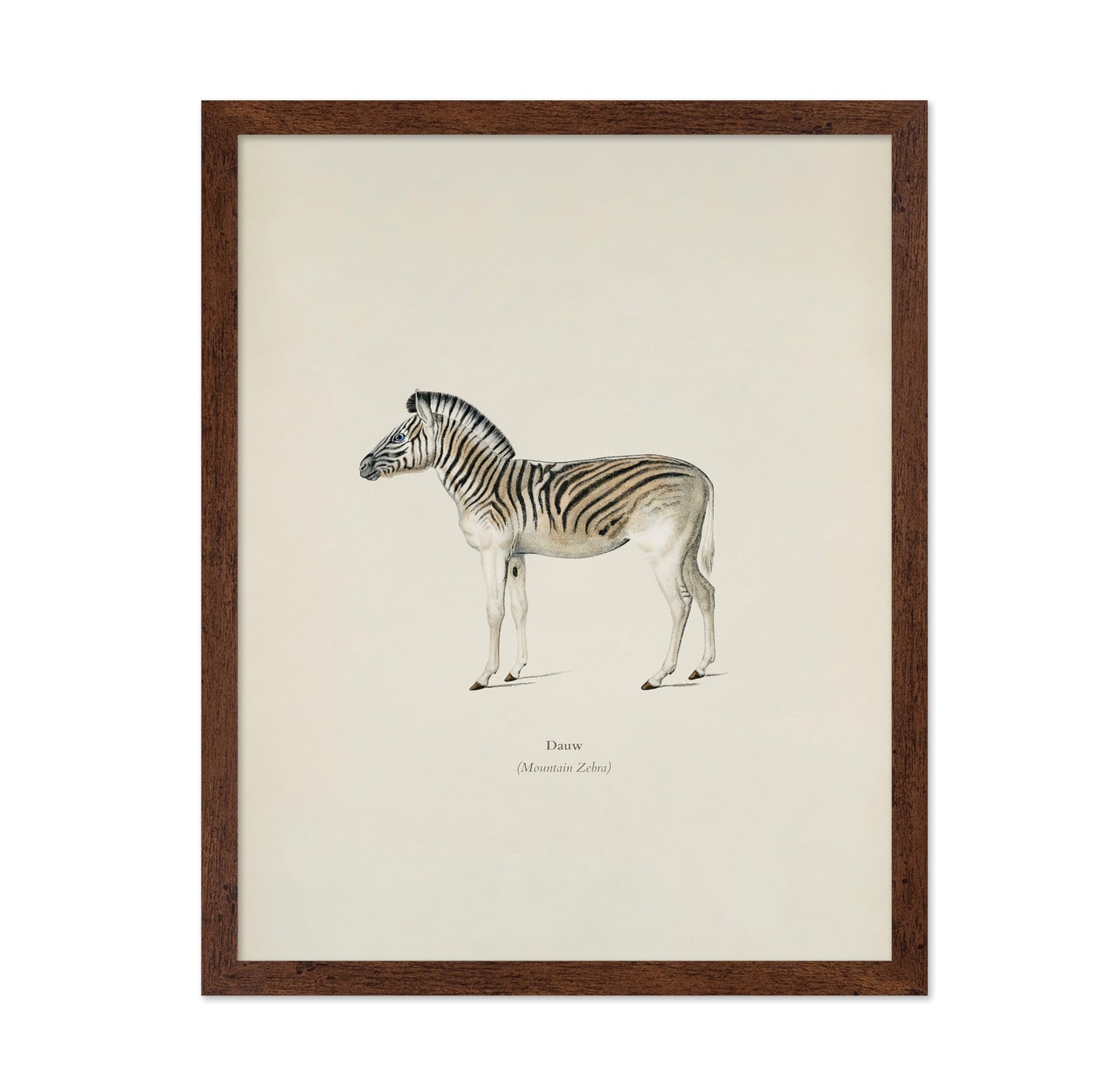 Mountain Zebra