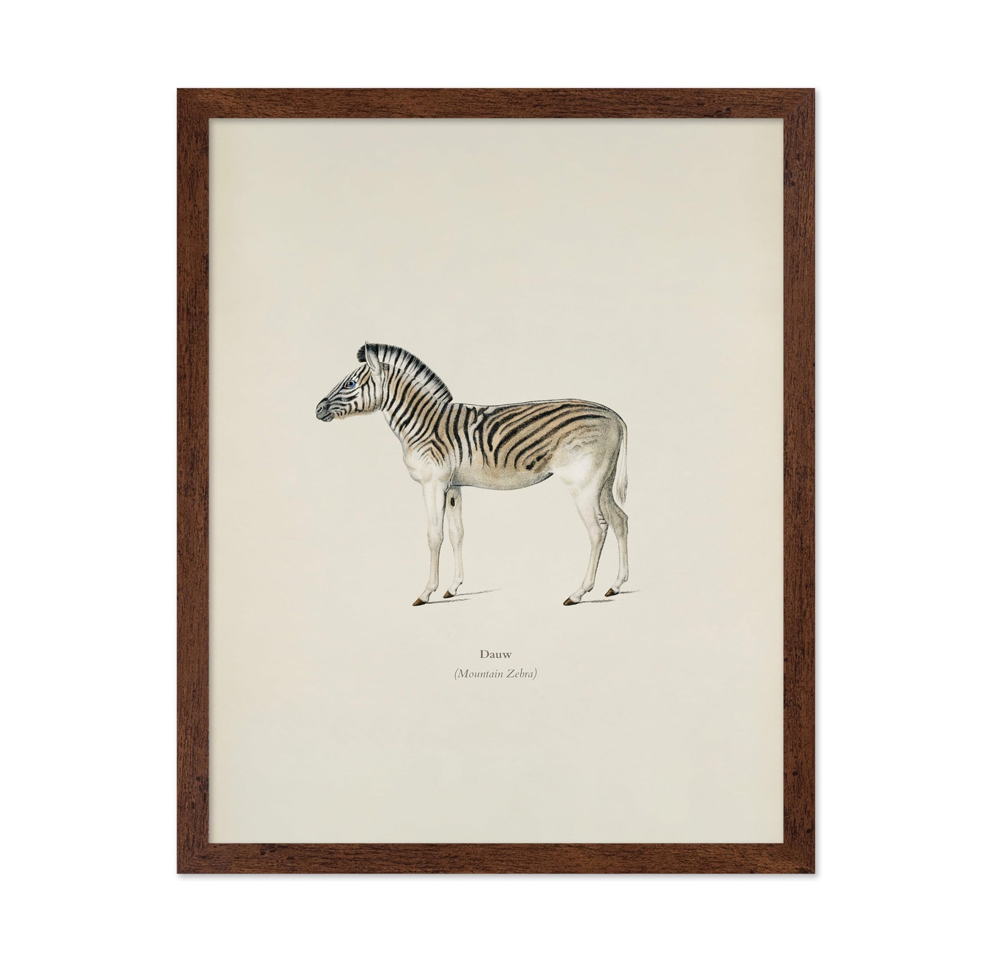 Mountain Zebra