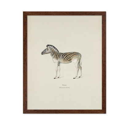 Mountain Zebra