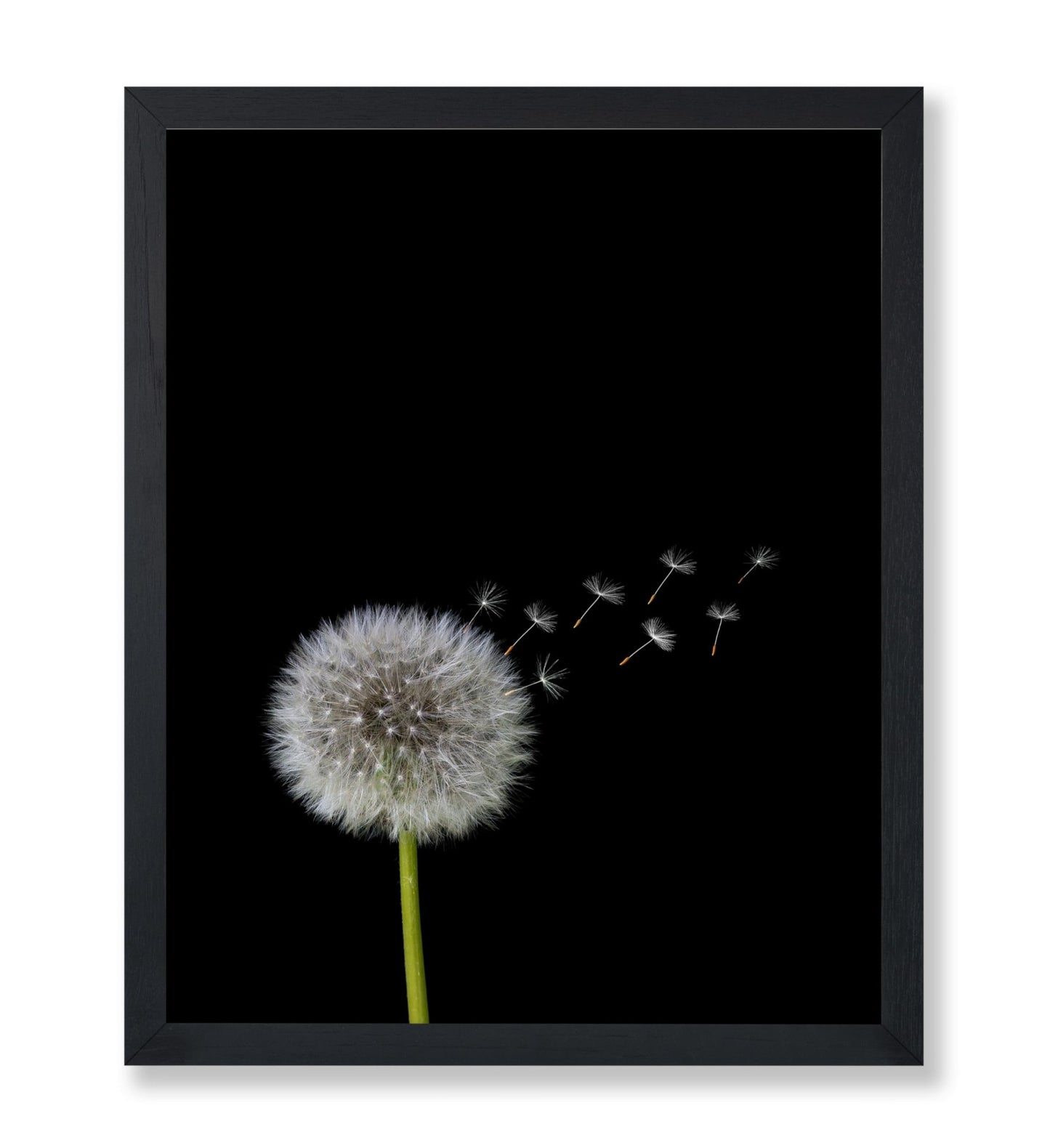 Dandelions Flower