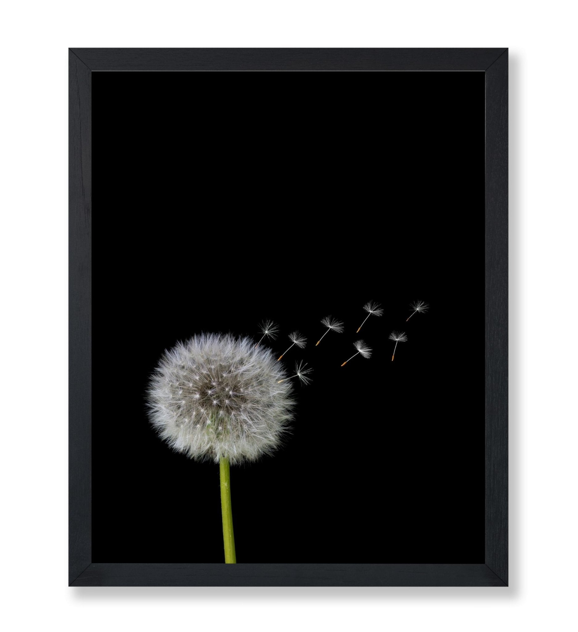 Dandelions Flower