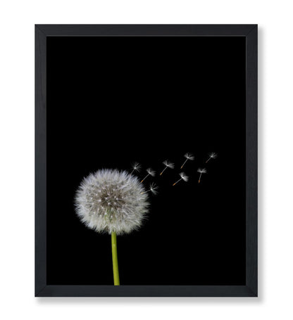Dandelions Flower