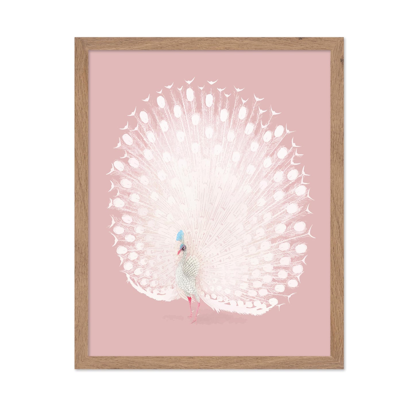 White Peacock