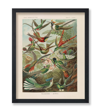 Ernst Haeckel - Hummingbird