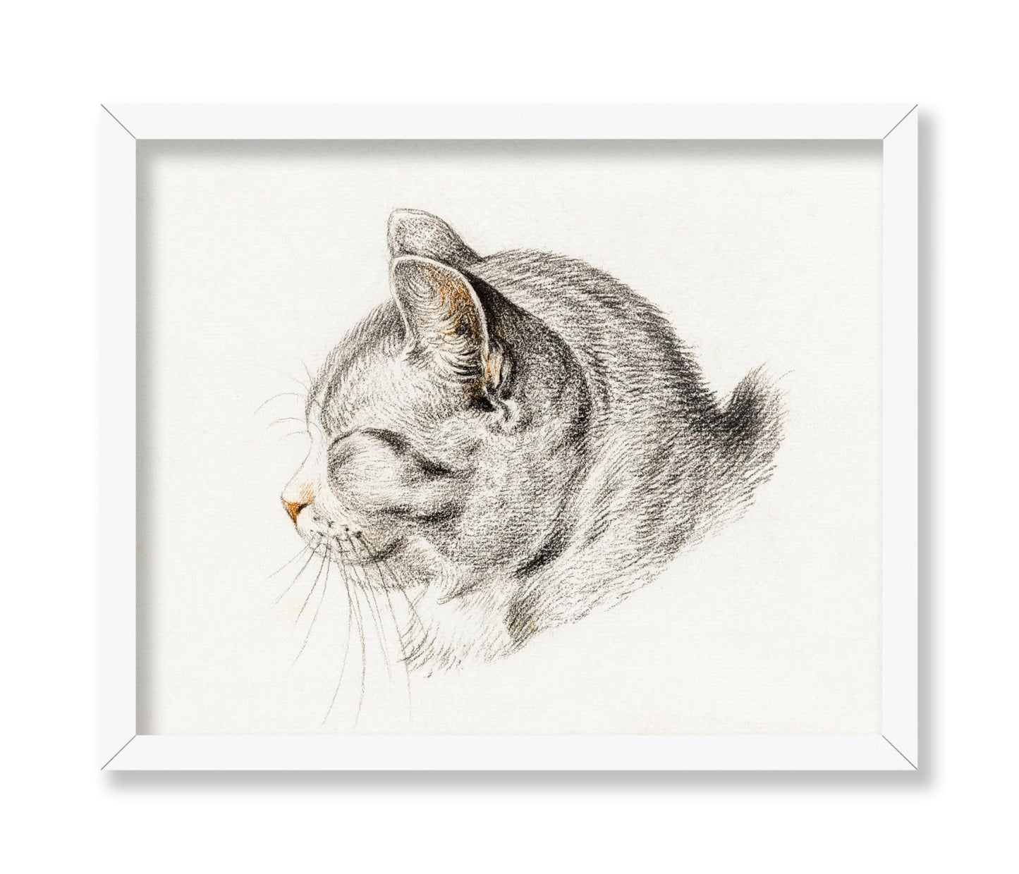 Sketch of A Cat