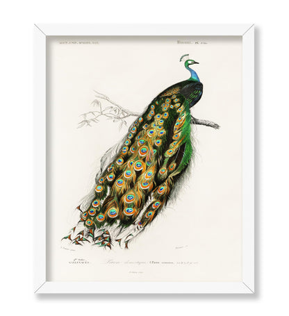 Charles Dessalines - Peacock