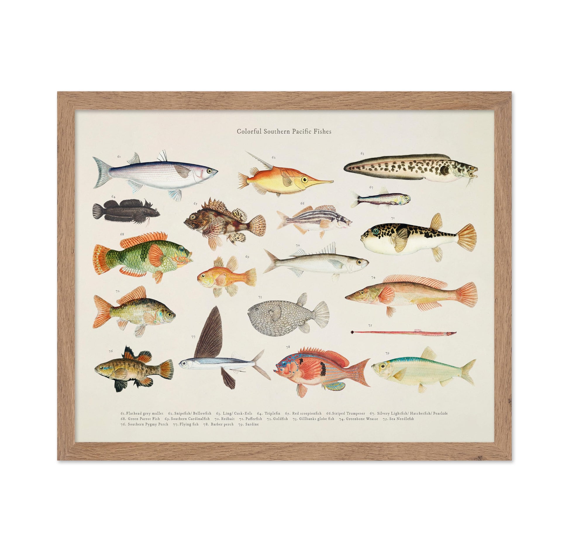Southern Pacific Fishes No4