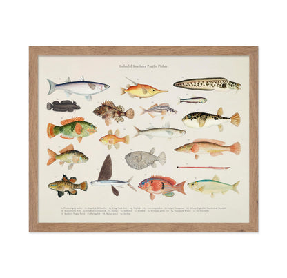 Southern Pacific Fishes No4